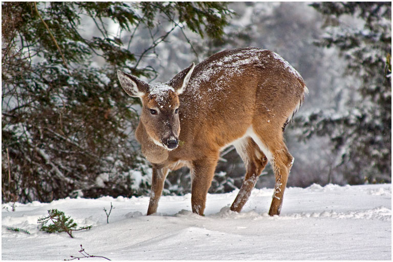 Blackwater falls deer no 1 pres s